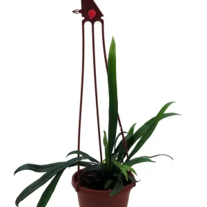 Blue Oil Fern Live Plant - 4 inch Hanging Basket - Indoor Tropical Fern - Image 1