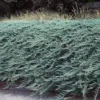 Blue Rug Juniper Shrub - Juniperus horizontalis 'Wiltonii' Live Plant - Groundcover - Image 1