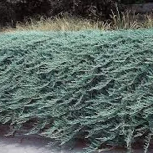 Blue Rug Juniper Shrub - Juniperus horizontalis 'Wiltonii' Live Plant - Groundcover - Image 1