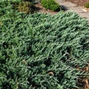 Blue Rug Juniper Shrub - Juniperus horizontalis 'Wiltonii' Live Plant - Groundcover - Image 4