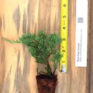 Blue Rug Juniper Shrub - Live Plant - Groundcover - 4-6 inches Tall - Image 3