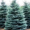 Blue Spruce Live Plant – Picea pungens Seedling – Up to 1 ft Tall Evergreen Tree - Image 1