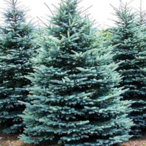Blue Spruce Live Plant – Picea Pungens Seedling – Up to 1 ft Tall – Outdoor - Image 1