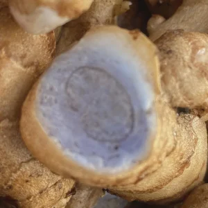 Blue Turmeric Rhizomes for Planting - Fresh Live Root for Growing - Image 4