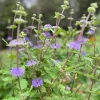 Bluebeard Caryopteris Live Plant - Easy-to-Grow Perennial Shrub for Pollinators - Image 1