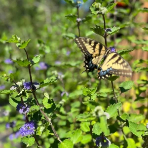 Bluebeard Caryopteris Live Plant - Easy-to-Grow Perennial Shrub for Pollinators - Image 6