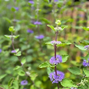 Bluebeard Caryopteris Live Plant - Easy-to-Grow Perennial Shrub for Pollinators - Image 8