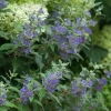 Bluebeard Shrub Live Plant - 4 inch Pot - Deep Blue Flowers - Outdoor - Image 1