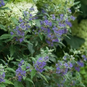 Bluebeard Shrub Live Plant - 4 inch Pot - Deep Blue Flowers - Outdoor - Image 1