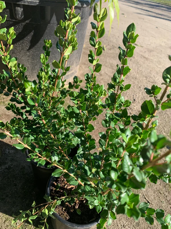 Blueberry Guava Live Plant (Luma Apiculata) - 1 Gallon Pot - Chilean Myrtle Shrub - Image 2