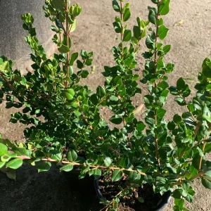 Blueberry Guava Live Plant (Luma Apiculata) - 1 Gallon Pot - Chilean Myrtle Shrub - Image 3