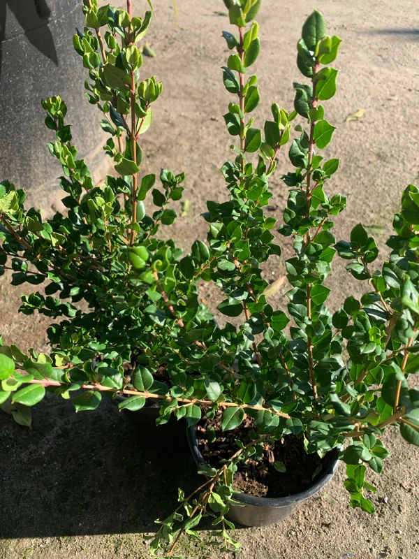 Blueberry Guava Live Plant (Luma Apiculata) - 1 Gallon Pot - Chilean Myrtle Shrub - Image 3