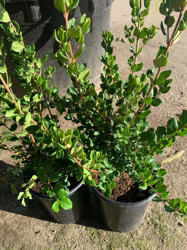 Blueberry Guava Live Plant (Luma Apiculata) - 1 Gallon Pot - Chilean Myrtle Shrub - Image 4