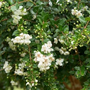 Blueberry Guava Live Plant (Luma Apiculata) - 1 Gallon Pot - Chilean Myrtle Shrub - Image 5