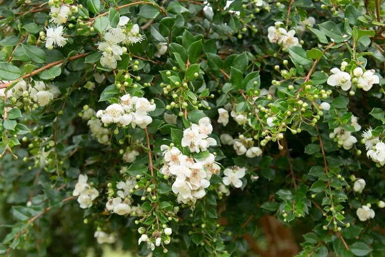 Blueberry Guava Live Plant (Luma Apiculata) - 1 Gallon Pot - Chilean Myrtle Shrub - Image 5