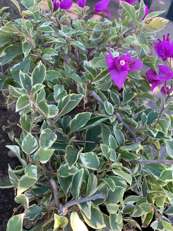 Blueberry Ice Bougainvillea Live Plant – 6 inch Pot – Outdoor Shrub - Image 2