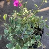 Blueberry Ice Bougainvillea Live Plant – 6 inch Pot – Outdoor Shrub - Image 1