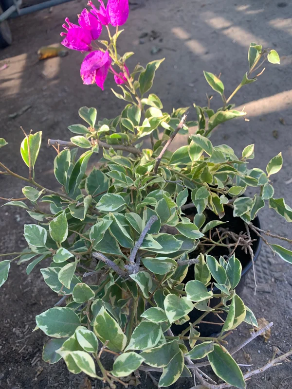 Blueberry Ice Bougainvillea Live Plant – 6 inch Pot – Outdoor Shrub - Image 1