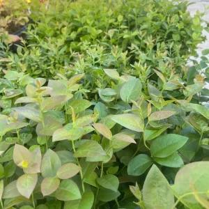 Blueberry Live Plant - Disease & Virus Free - Multiple Varieties for Home Gardens - Image 2