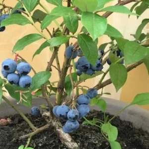 Blueberry Plant Live – Half Gallon Pot Grown – Fruit Bearing Shrub - Image 2