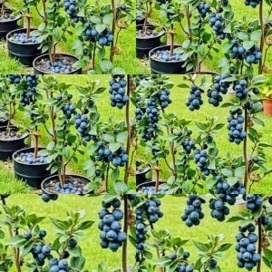 Blueberry Plant Live – Half Gallon Pot Grown – Fruit Bearing Shrub - Image 3