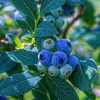 Blueberry Plant Live – Half Gallon Pot Grown – Fruit Bearing Shrub - Image 1