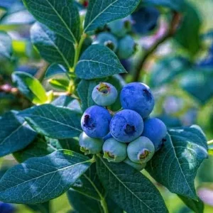 Blueberry Plant Live – Half Gallon Pot Grown – Fruit Bearing Shrub - Image 1