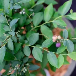 Blueberry Plant Live – Half Gallon Pot Grown – Fruit Bearing Shrub - Image 4