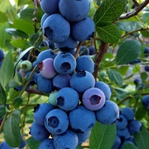 Blueberry 'Rebel' Southern Highbush Live Plant 2 ft tall 1 Gallon Pot - Image 1