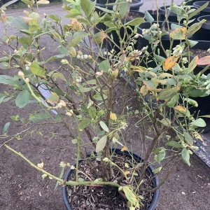 Blueberry 'Rebel' Southern Highbush Live Plant 2 ft tall 1 Gallon Pot - Image 3