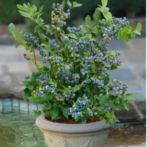 Blueberry Sunshine Live Plant – 1 ft Tall – 6 inch Pot – Outdoor Shrub - Image 1