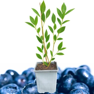 Blueray Blueberry Live Plant - 10-12