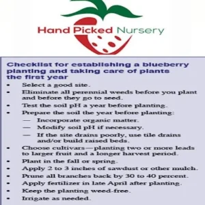 Blueray Northern Highbush Blueberry Live Plant – 1 Gallon Bare Root – 10-12 inch - Image 3