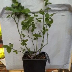 Blueray Northern Highbush Blueberry Live Plant – 1 Gallon Bare Root – 10-12 inch - Image 1