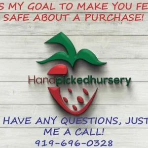 Blueray Northern Highbush Blueberry Live Plant – 1 Gallon Bare Root – 10-12 inch - Image 4