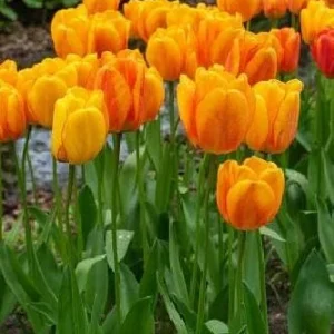 Blushing Apeldoorn Darwin Tulip Bulbs - 5 Pack, 12/+ cm, Fragrant Orange Red Blooms - Image 1