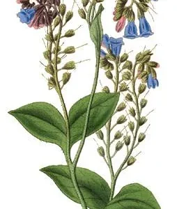 Bocking #4 Comfrey Plant Crown Cuttings – Organic, Fast Growing Perennial - Image 2