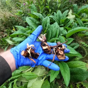 Bocking #4 Comfrey Plant Crown Cuttings – Organic, Fast Growing Perennial - Image 4