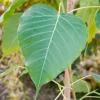 Bodhi Plant Ficus Religiosa - Sacred Fig Live Tree - 2-3 Feet Tall - 3 Gal Pot - Image 1