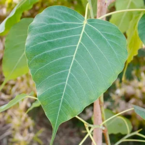 Bodhi Plant Ficus Religiosa - Sacred Fig Live Tree - 2-3 Feet Tall - 3 Gal Pot - Image 1
