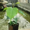 Bodhi Tree Ficus Religiosa Live Plant - 1 Foot Tall - Sacred Fig Plant in 6" Pot - Image 1