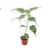 Bodhi Tree Live Plant – Ficus religiosa – 4 inch Nursery Pot – Indoor/Outdoor - Image 1