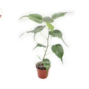 Bodhi Tree Live Plant – Ficus religiosa – 4 inch Nursery Pot – Indoor/Outdoor - Image 1