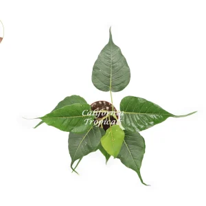 Bodhi Tree Live Plant – Ficus religiosa – 4 inch Potted Plant – Indoor/Outdoor - Image 2