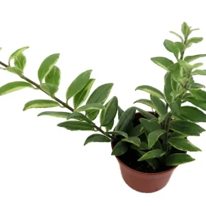 Bolero Bicolor Lipstick Plant - Live Aeschynanthus in 2.5