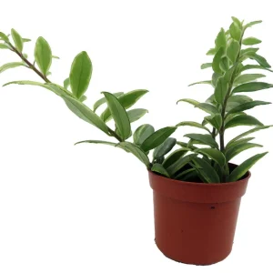 Bolero Bicolor Lipstick Plant - Live Aeschynanthus in 2.5