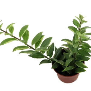 Bolero Bicolor Lipstick Plant - Live Aeschynanthus in 2.5