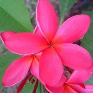 Bolero Bicolor Lipstick Plant - Live Aeschynanthus in 2.5