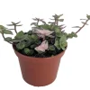 Bolivian Pink Jewel Callisia Repens Live Plant - 3.7 inch Pot - Indoor - Image 1