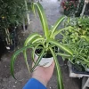 Bonnie Curly Spider Plant Live Plant – 4 inch Pot – Indoor Houseplant - Image 1